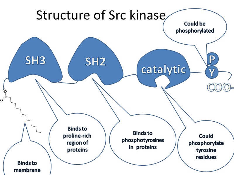 Structure of Src kinase P Binds to proline-rich region of proteins Binds to phosphotyrosines